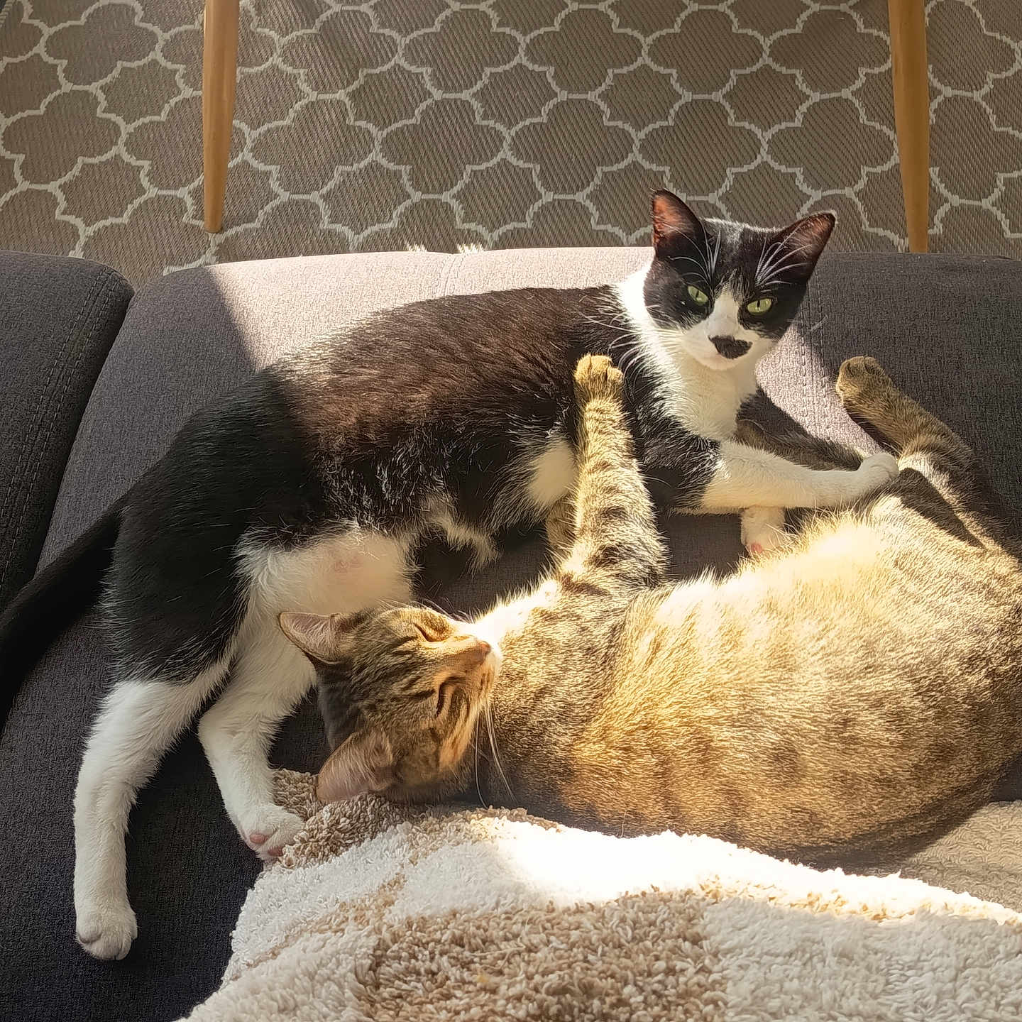 Balou Et Tora a rejoint le concours — aidez-le/la à gagner de superbes lots ! black_and_white_cat, blanket, cat, cats, couch, cozy, eyes, feline, fur, home, indoor, nose, paw, pets, relaxing, sleeping, sunlight, tabby_cat, tail, whiskers
