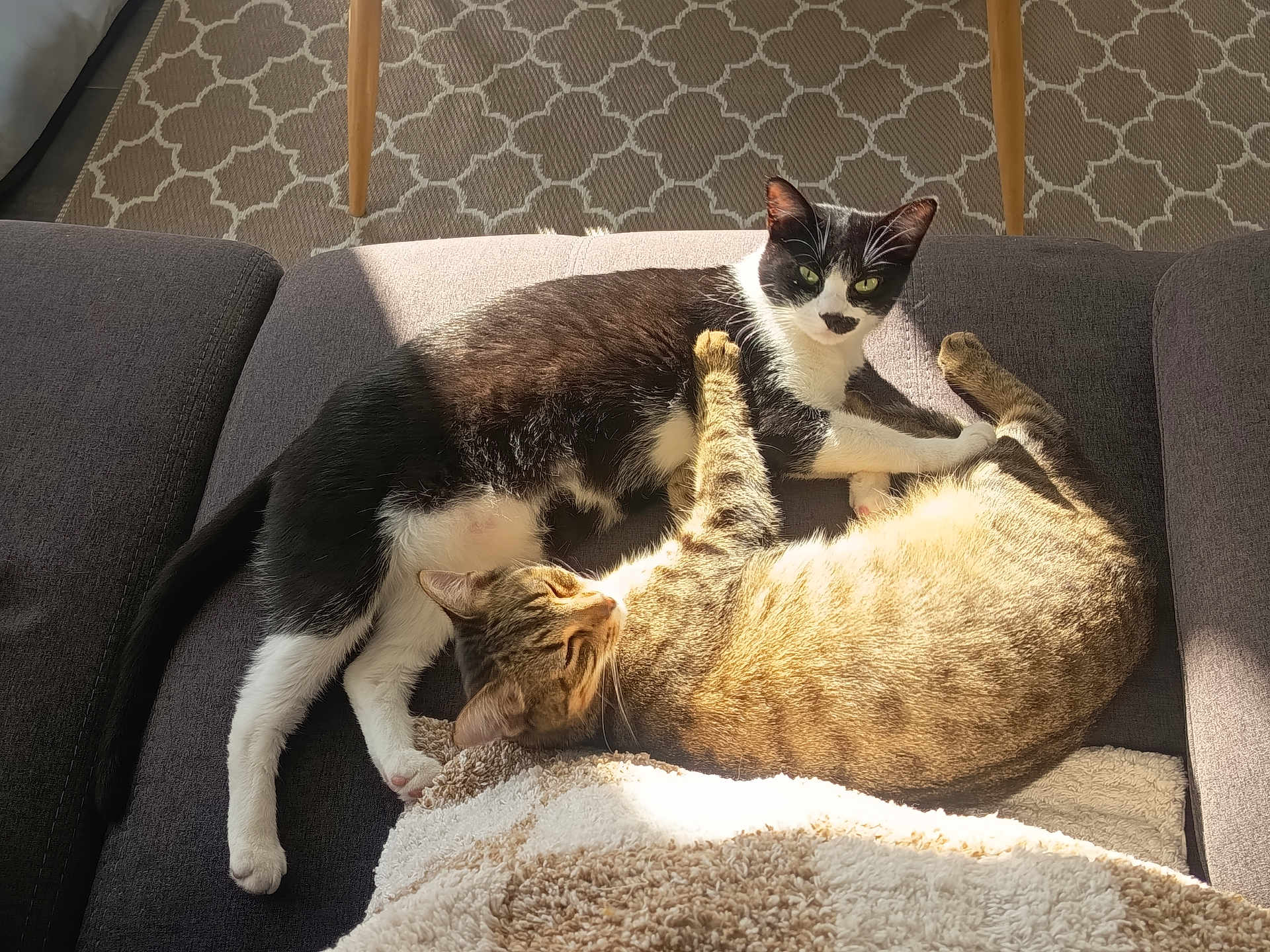 Balou Et Tora a rejoint le concours — aidez-le/la à gagner de superbes lots ! cat, cats, black_and_white_cat, tabby_cat, couch, blanket, sunlight, indoor, pets, relaxing, sleeping, feline, fur, paw, eyes, nose, whiskers, tail, cozy, home