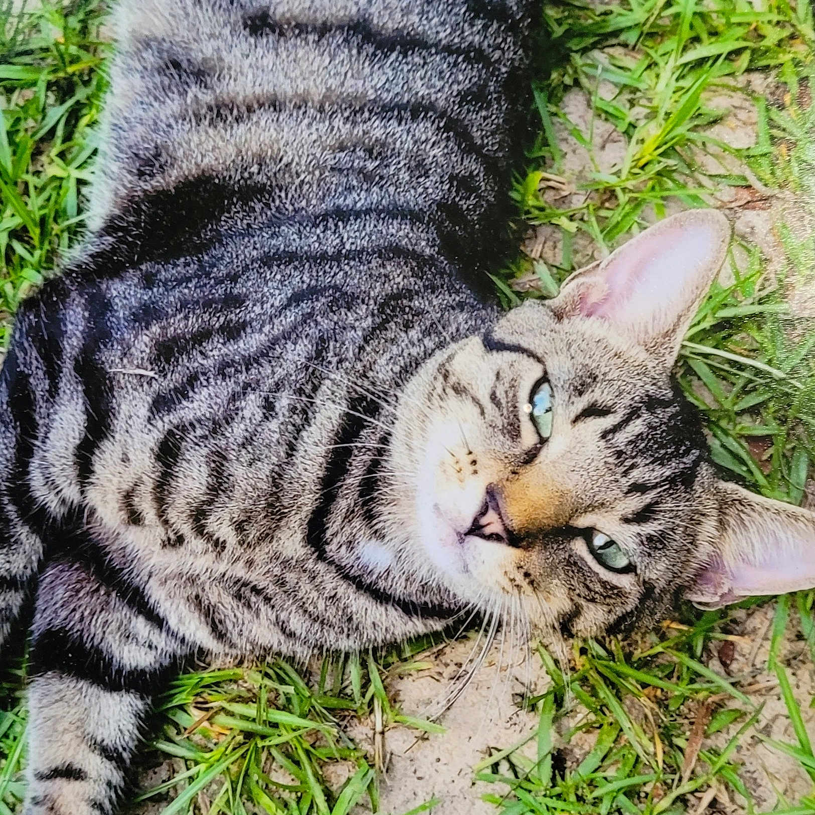 Tigercat