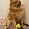 dog, pomeranian, pet, tennis_ball, carpet, indoor, furry, small_dog, animal, canine, sitting, brown_fur, cute, companion, domestic_animal, looking_away, fluffy, toy, floor, house