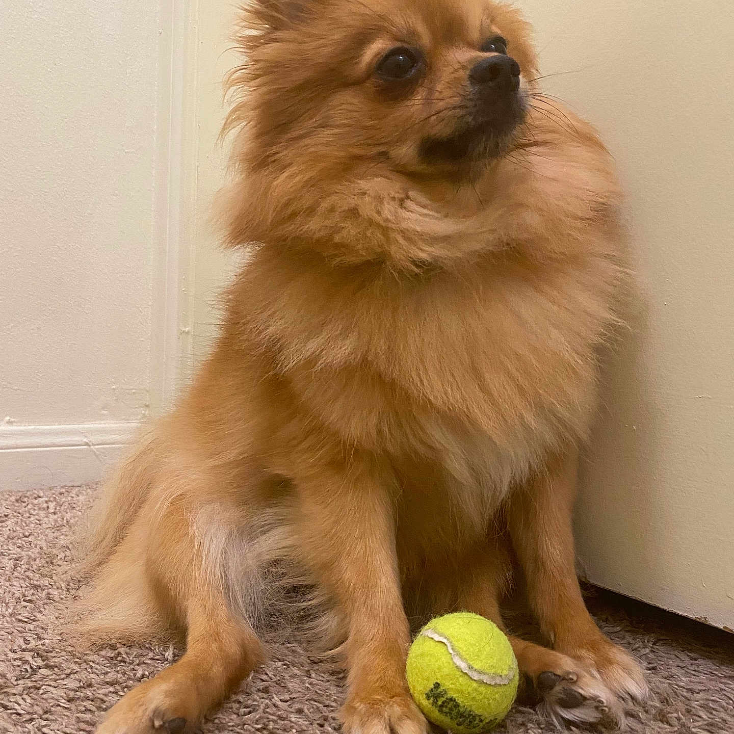 Coco