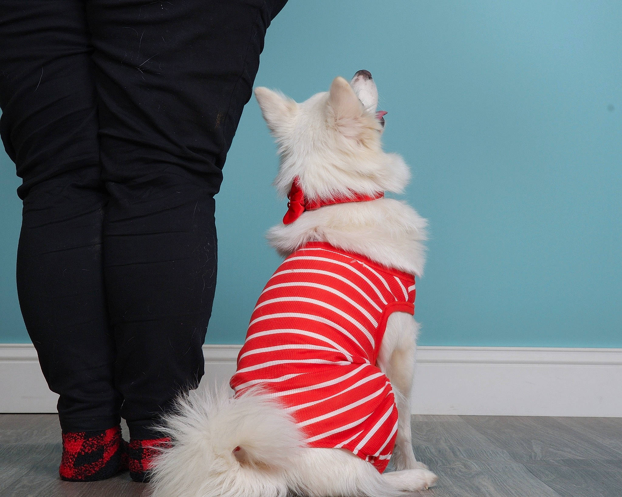 Phyllis is registered to the contest to win money with this photo: carmine, carnivore, companion_dog, dog_breed, dog_clothes, dog_supply, event, fur, happy, hat, holiday, human_leg, knee, leg, outerwear, santa_claus, stuffed_toy, sunglasses, tail, thigh