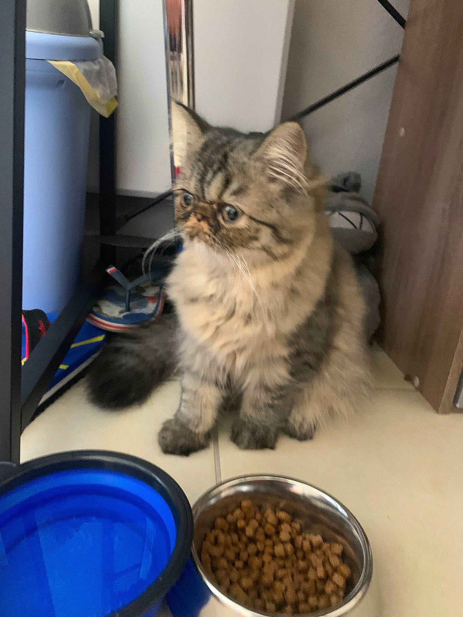 Tahiti participe au concours pour gagner de l'argent avec cette photo : animal_feed, carnivore, cat, cat_food, cat_supply, coffee, cup, felidae, food, fruit, ingredient, kapeng_barako, pet_food, recipe, single_origin_coffee, small_to_medium_sized_cats, snout, superfood, tableware, whiskers