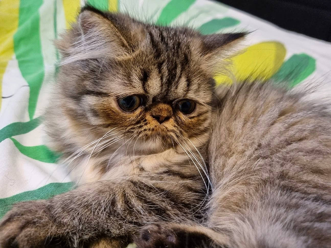 Tahiti a rejoint le concours — aidez-le/la à gagner de superbes lots ! carnivore, cat, close_up, domestic_short_haired_cat, event, felidae, fur, paw, small_to_medium_sized_cats, snout, terrestrial_animal, whiskers