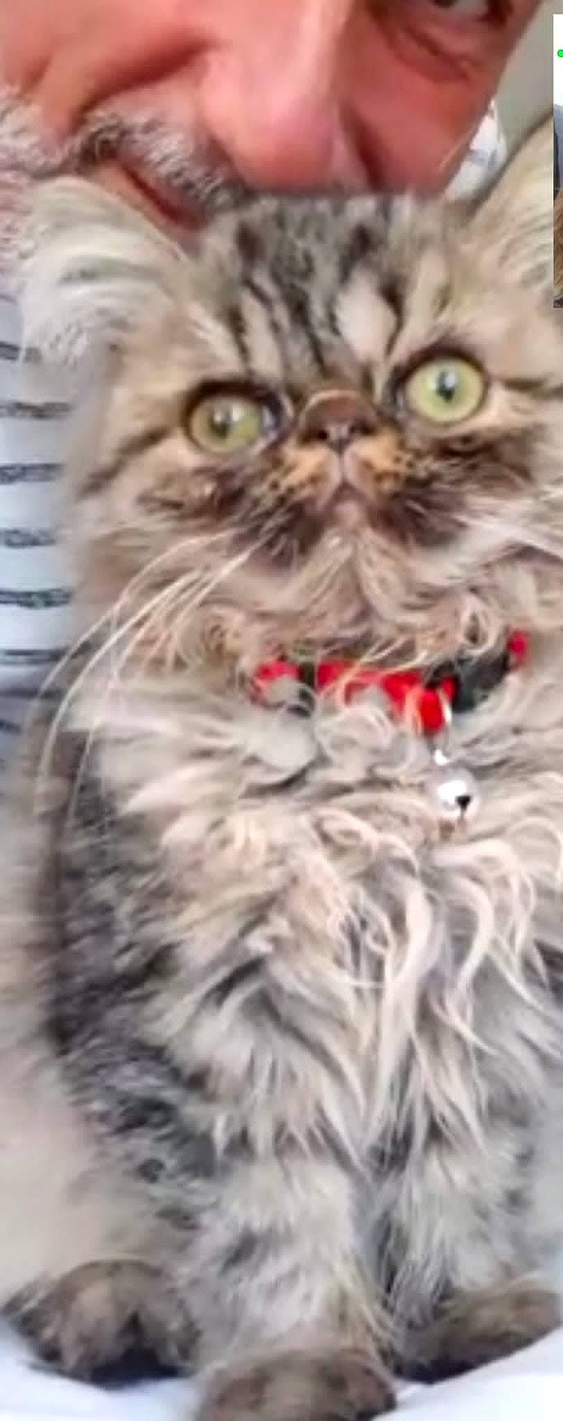 Tahiti participe au concours pour gagner de l'argent avec cette photo : carnivore, cat, close_up, event, felidae, fur, glasses, persian, photo_caption, small_to_medium_sized_cats, terrestrial_animal, whiskers