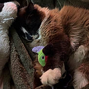 Bonbon is registered to the contest to win money with this photo: cat, sleeping, fluffy, toy, blanket, cozy, indoor, pet, fur, resting, cute, domestic_animal, animal, relaxing, soft, comfort, cuddle, warm, nap, feline