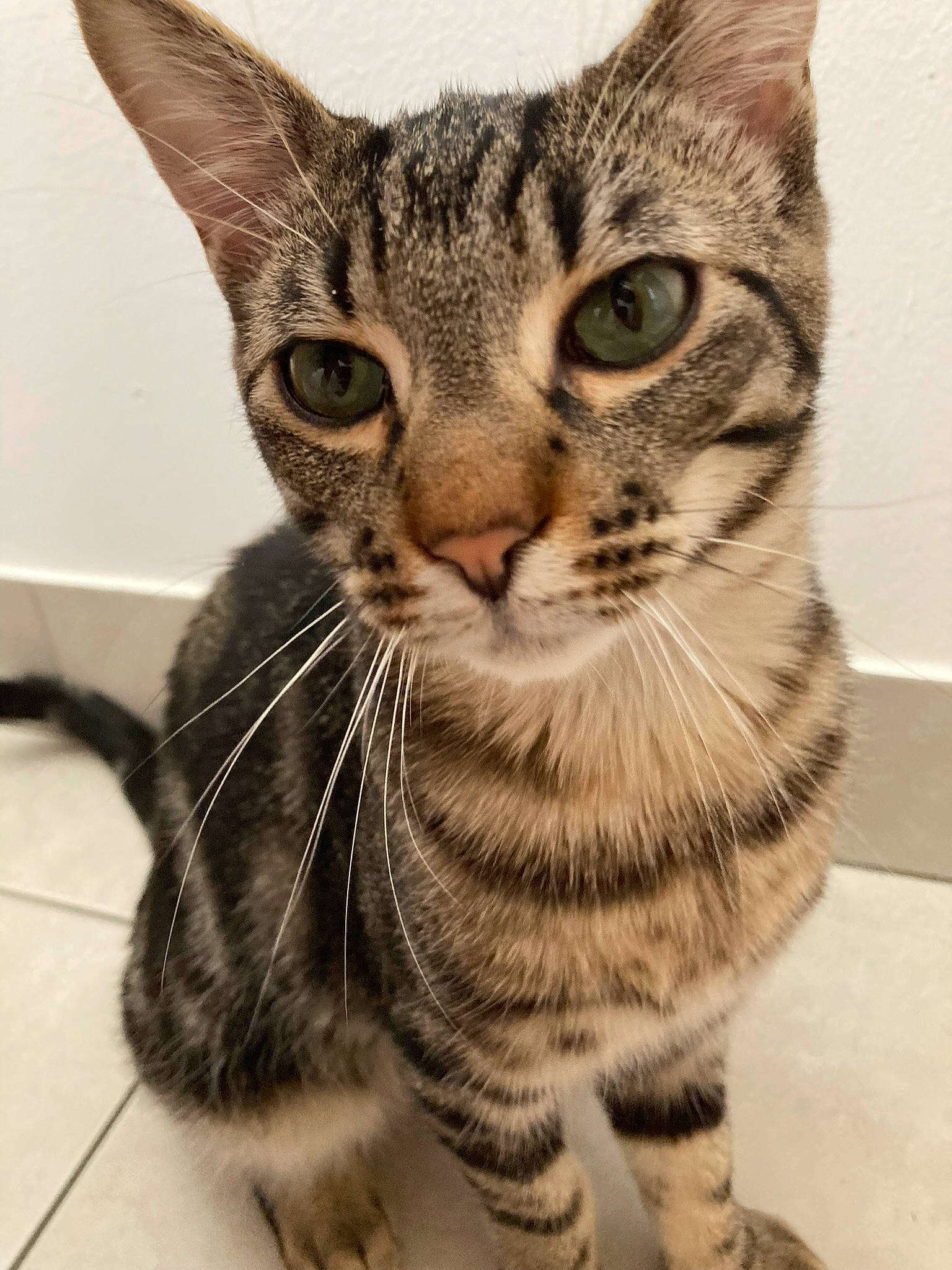 Simba a rejoint le concours — aidez-le/la à gagner de superbes lots ! carnivore, cat, domestic_short_haired_cat, eye, felidae, fur, head, paw, small_to_medium_sized_cats, snout, terrestrial_animal, whiskers, window