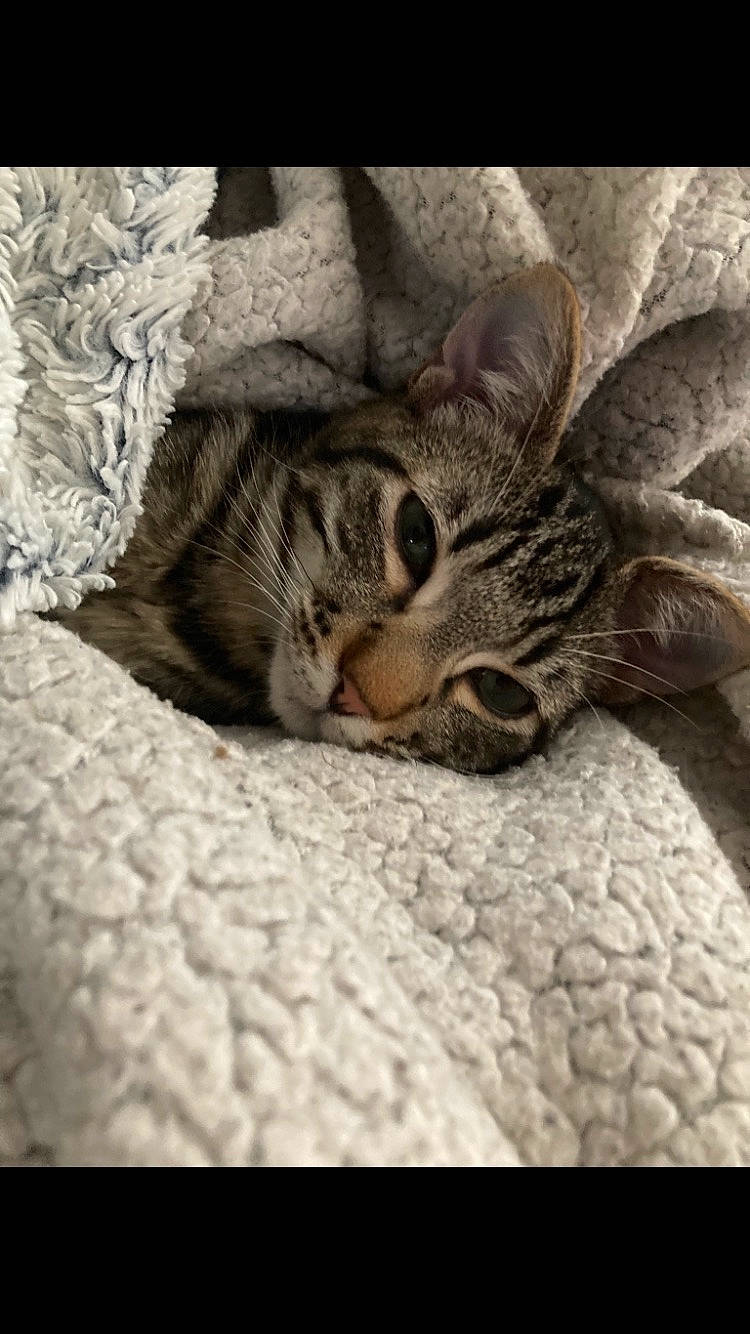 Simba a rejoint le concours — aidez-le/la à gagner de superbes lots ! carnivore, cat, comfort, domestic_short_haired_cat, eye, fawn, felidae, fur, grey, nap, pattern, paw, sleep, small_to_medium_sized_cats, snout, tail, terrestrial_animal, textile, whiskers, wood