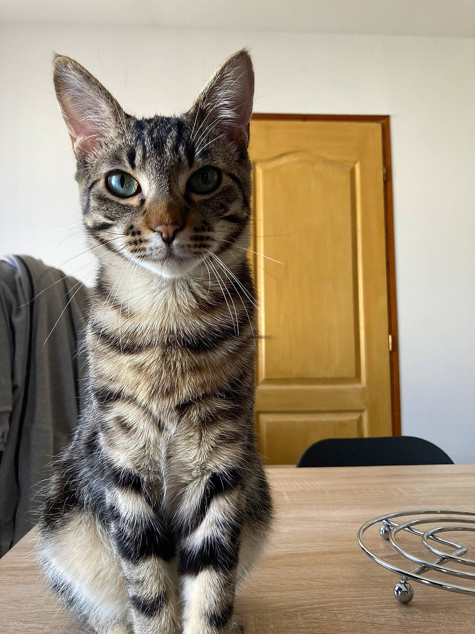 Simba a rejoint le concours — aidez-le/la à gagner de superbes lots ! carnivore, cat, domestic_short_haired_cat, door, felidae, flooring, fur, hardwood, paw, sitting, small_to_medium_sized_cats, snout, tail, terrestrial_animal, whiskers, wire, wood, wood_stain