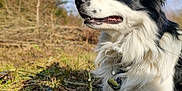 Tao participe au concours pour gagner de l'argent avec cette photo : dog, border_collie, black_and_white, animal, pet, outdoor, grass, nature, canine, fur, collar, resting, sunlight, daytime, closeup, muzzle, paw, field, trees, sky