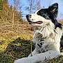 dog, border_collie, black_and_white, animal, pet, outdoor, grass, nature, canine, fur, collar, resting, sunlight, daytime, closeup, muzzle, paw, field, trees, sky