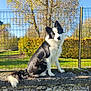 dog, border_collie, black_and_white, sitting, stone_wall, fence, garden, greenery, trees, sunny, outdoor, grass, pet, animal, collar, curious, head_tilt, daylight, nature, canine