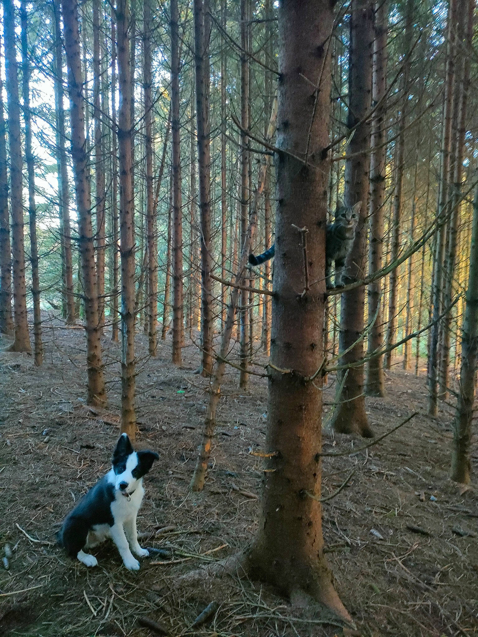 Cracotte participe au concours pour gagner de l'argent avec cette photo : carnivore, companion_dog, deciduous, dog, dog_breed, felidae, forest, grove, jungle, natural_landscape, northern_hardwood_forest, plant, soil, tail, temperate_broadleaf_and_mixed_forest, tree, trunk, twig, wood, woodland