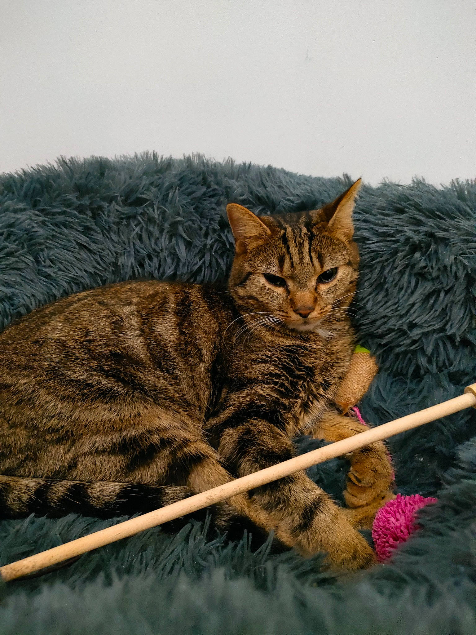 Cracotte a rejoint le concours — aidez-le/la à gagner de superbes lots ! art, carnivore, cat, claw, domestic_short_haired_cat, fawn, felidae, fur, grass, illustration, painting, plant, sitting, small_to_medium_sized_cats, snout, tail, terrestrial_animal, whiskers, wildlife, window