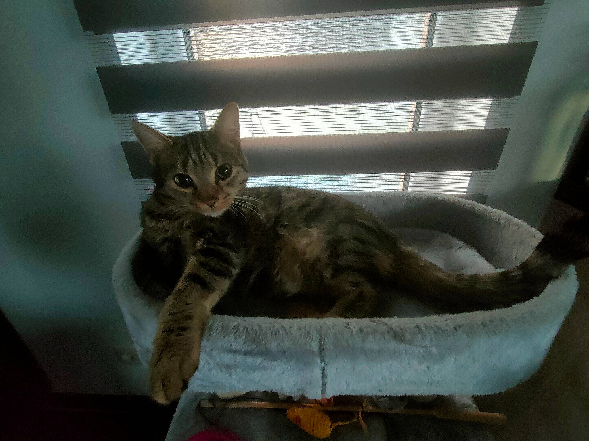 Cracotte a rejoint le concours — aidez-le/la à gagner de superbes lots ! animal_shelter, box, carnivore, cat, cat_bed, cat_supply, comfort, couch, domestic_short_haired_cat, fawn, felidae, fur, pet_supply, room, small_to_medium_sized_cats, tail, whiskers, window, window_covering, wood