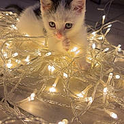 Mia a rejoint le concours — aidez-le/la à gagner de superbes lots ! abyssinian, angora, animal, candle, cat, chandelier, face, flare, glitter, head, kitten, lamp, light, lighting, manx, person, pet, photography, portrait, wood