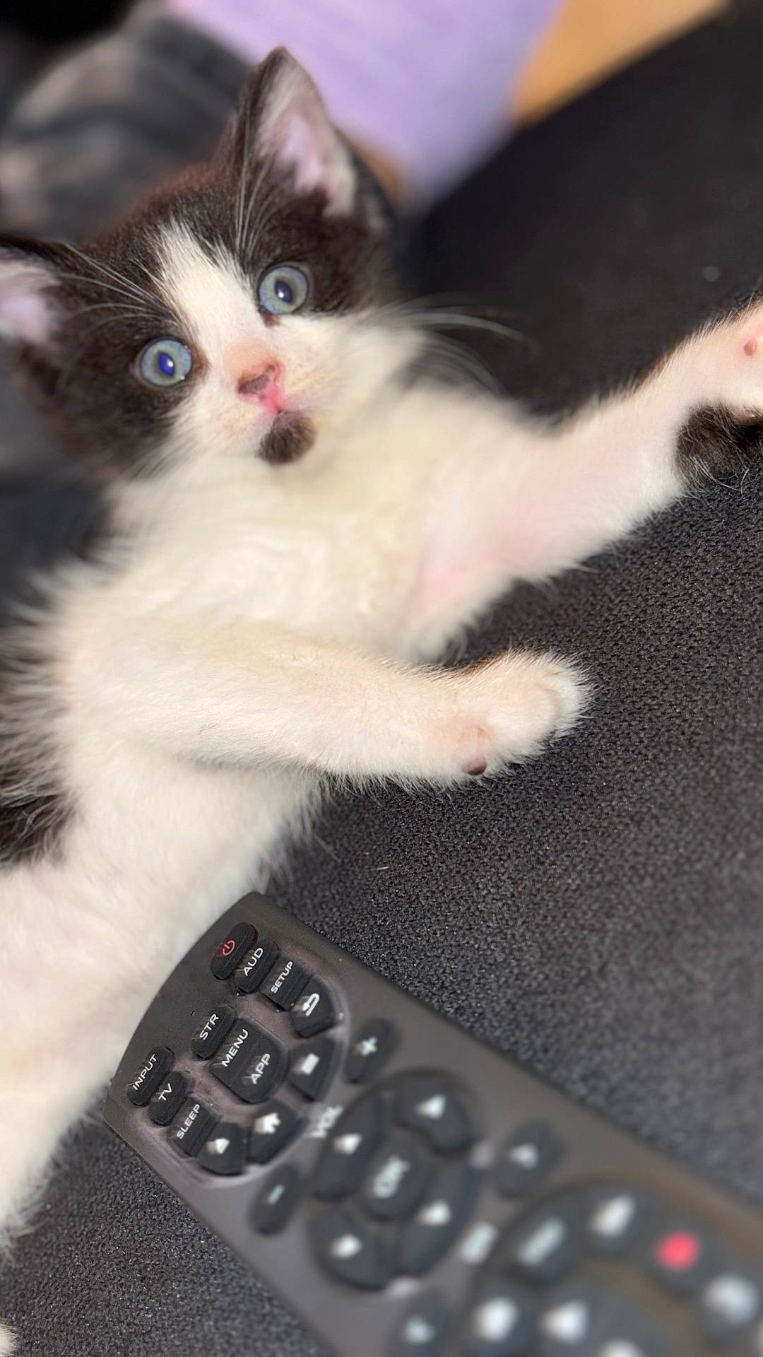 animal, black_and_white, blue_eyes, cat, closeup, couch, curious, cute, domestic_cat, feline, indoor, kitten, lying_down, paw, pet, pink_nose, remote_control, soft_fur, whiskers, young_cat