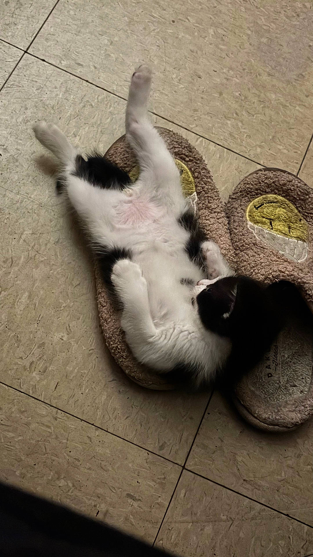 animal, belly_up, black_and_white, cat, cozy, cute, domestic, floor, furry, indoor, kitten, lying_down, pet, playful, relaxed, resting, sleepy, slipper, small, tile