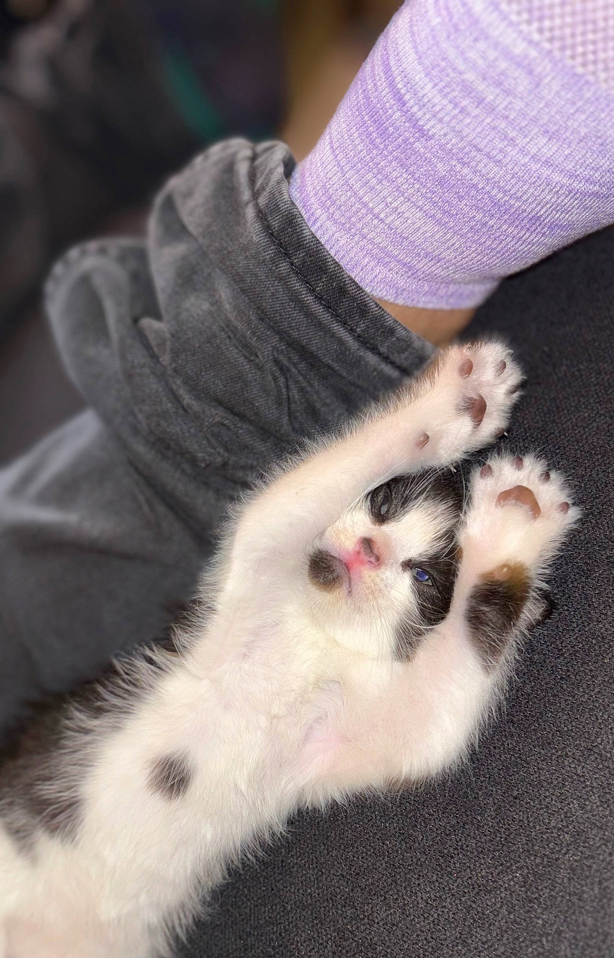animal, black_and_white, cat, close_up, cozy, cute, domestic_cat, fur, furry, indoor, kitten, paw, pet, pink_nose, resting, sleepy, soft_texture, stretching, whiskers, young