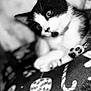 Bella Hoggard is registered to the contest to win money with this photo: animal, black_and_white, blanket, cat, close_up, cozy, cute, domestic, face, feline, fur, indoor, kitten, lying_down, pattern, paw, pet, relaxed, soft_focus, whiskers