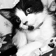 Bella Hoggard joined the competition — help win amazing prizes! animal, black_and_white, blanket, cat, close_up, collar, cute, eyes, feline, fur, indoor, kitten, pattern, paw, pet, portrait, relaxing, resting, snowflake, whiskers