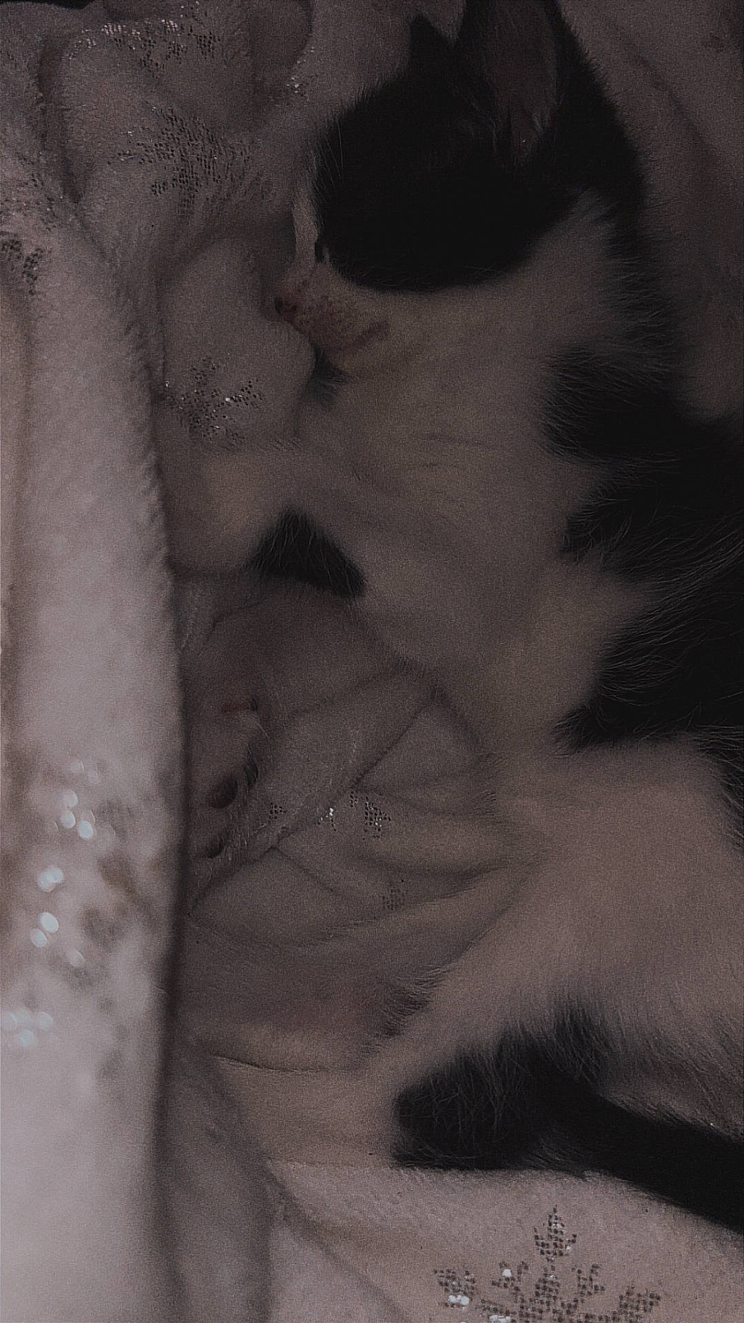 animal, black_and_white, blanket, closeup, comfort, cozy, cute, feline, fur, indoor, kitten, nap, paw, peaceful, pet, resting, sleeping, small, soft, whiskers