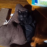 Lily Mae is registered to the contest to win money with this photo: adult, animal, architecture, armchair, building, cat, chair, computer, couch, electronics, furniture, hardwood, homedecor, laptop, male, man, pc, person, pet, wood