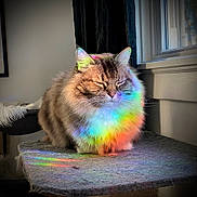 Juice is registered to the contest to win money with this photo: cat, fluffy, rainbow, colorful, window, indoor, pet, feline, sunlight, soft, cozy, animal, resting, peaceful, fur, home, light, sitting, calm, cute