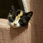 Deedee joined the competition — help win amazing prizes! kitten, cat, calico, pet, cute, animal, feline, whiskers, face, ears, bed, cozy, texture, soft_light, indoors, curious, closeup, resting, small, young