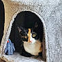 cat, calico, pet, animal, feline, cat_condo, plush, toy, indoor, cozy, fur, whiskers, cute, curious, face, ears, eyes, resting, soft, home