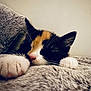 cat, calico_cat, sleeping, paws, furry, blanket, cozy, indoor, close_up, resting, pet, cute, whiskers, fur, relaxing, soft_texture, animal, nap, domestic_cat, comfort