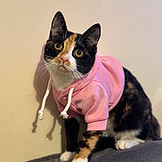 Deedee is registered to the contest to win money with this photo: animal, beige_wall, calico_cat, cat, clothing, curious, cute, domestic_cat, feline, fur, gray_surface, indoor, paws, pet, pink_hoodie, portrait, sitting, soft_texture, whiskers, young_cat