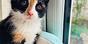 Deedee joined the competition — help win amazing prizes! kitten, calico, cat, pet, animal, feline, cute, young, fur, whiskers, ears, eyes, nose, paw, blanket, window, indoor, cozy, soft, curious