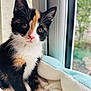 kitten, calico, cat, pet, animal, feline, cute, young, fur, whiskers, ears, eyes, nose, paw, blanket, window, indoor, cozy, soft, curious