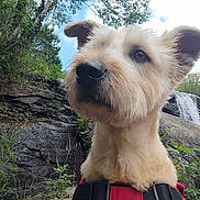 Lola participe au concours pour gagner de l'argent avec cette photo : dog, canine, outdoor, waterfall, nature, greenery, rocks, fur, harness, pet, animal, closeup, portrait, sky, trees, leaves, snout, ears, adventure, wildlife