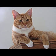 Bailey is registered to the contest to win money with this photo: cat, orange_tabby, white_paws, relaxed, lounging, wooden_surface, indoor, pet, feline, closeup, portrait, animal, calm, ears, whiskers, fur, green_eyes, domestic_cat, cute, mammal