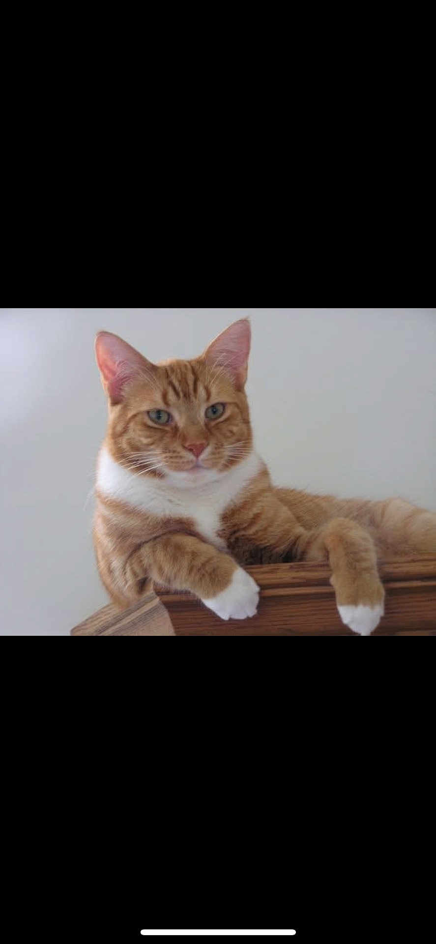 Bailey is registered to the contest to win money with this photo: cat, orange_tabby, white_paws, relaxed, lounging, wooden_surface, indoor, pet, feline, closeup, portrait, animal, calm, ears, whiskers, fur, green_eyes, domestic_cat, cute, mammal