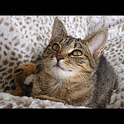 Bella joined the competition — help win amazing prizes! cat, tabby, pet, animal, feline, cute, cozy, blanket, leopard_print, fur, whiskers, ears, looking_up, indoors, resting, domestic_animal, mammal, soft, young_cat, relaxed