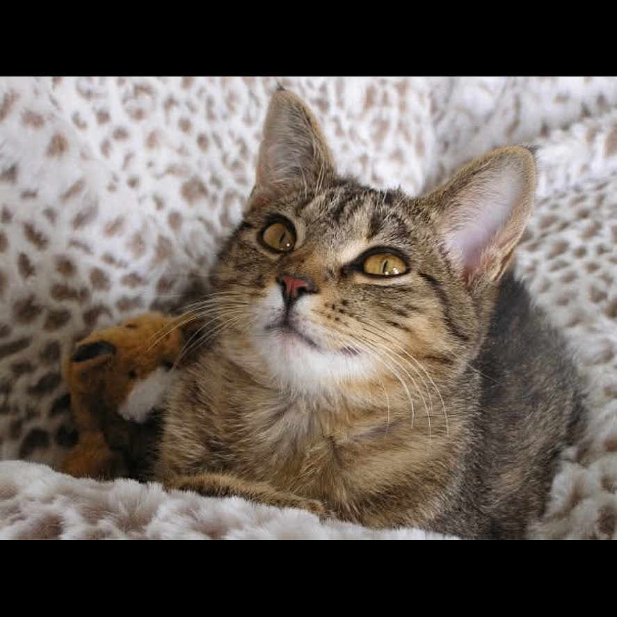 Bella