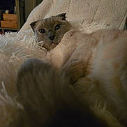 Loki is registered to the contest to win money with this photo: cat, fluffy, blanket, cozy, paw, indoor, feline, fur, relaxed, cute, pet, animal, whiskers, nose, eyes, home, soft, resting, closeup, comfort