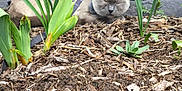 Loki joined the competition — help win amazing prizes! cat, sleeping, garden, plants, yellow_flower, mulch, earth, outdoor, gray_wall, pet, fur, nature, resting, green_leaves, leash, calm, animal, flora, closeup, daylight
