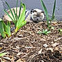 cat, sleeping, garden, plants, yellow_flower, mulch, earth, outdoor, gray_wall, pet, fur, nature, resting, green_leaves, leash, calm, animal, flora, closeup, daylight