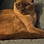 Loki joined the competition — help win amazing prizes! cat, feline, folded_ears, orange_fur, pet, domestic_animal, relaxed, lying_down, indoor, blanket, soft_texture, close_up, animal, whiskers, cute, fur, resting, eyes, portrait, cozy
