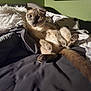 Loki is registered to the contest to win money with this photo: cat, feline, bed, blanket, fur, wide_eyes, relaxed, indoor, pet, whiskers, tail, paws, cushion, domestic_animal, animal, cute, resting, sleepy, soft, comfortable