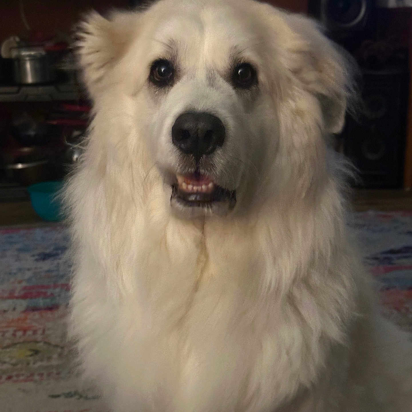 Samantha is registered to the contest to win money with this photo: animal, appliance, bodypart, canine, device, dog, electricaldevice, electronics, eskimodog, goldenretriever, microwave, mouth, oven, person, pet, puppy, speaker, terrier, white, whitedog