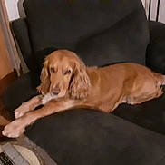 Salto a rejoint le concours — aidez-le/la à gagner de superbes lots ! armchair, brown_dog, canine, couch, cozy, dog, domestic_animal, ears, fur, furniture, household, indoor, laying_down, living_room, pet, relaxing, resting, stretching, tail, wooden_door