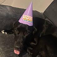Roxie participe au concours pour gagner de l'argent avec cette photo : dog, black_dog, party_hat, hat, tongue_out, couch, leather_sofa, pet, indoor, celebration, eyes, nose, paw, fur, portrait, relaxed, adorable, whiskers, living_room, laying_down