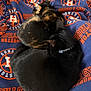 cat, cats, feline, pet, sleeping, curled_up, black_cat, tortoiseshell_cat, collar, blanket, houston_astros, fur, cozy, nap, resting, indoor, comfortable, animal, cute, snuggle