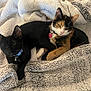 Boo And Lila joined the competition — help win amazing prizes! cat, cats, black_cat, calico_cat, pets, feline, blanket, cozy, snuggling, fur, animal, domestic_animal, resting, indoor, cute, collar, pet_accessory, comfortable, sleepy, relaxed