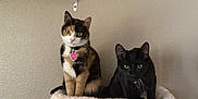 Boo And Lila joined the competition — help win amazing prizes! cat, calico_cat, black_cat, pets, animal, feline, indoor, cat_shelf, wall_mount, cozy, cute, alert, perched, two_cats, pet_collar, curious, companions, domestic_animal, fur, whiskers